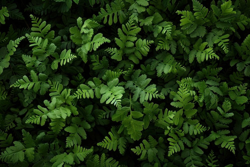 Asplenium Fern fern vegetation plant.