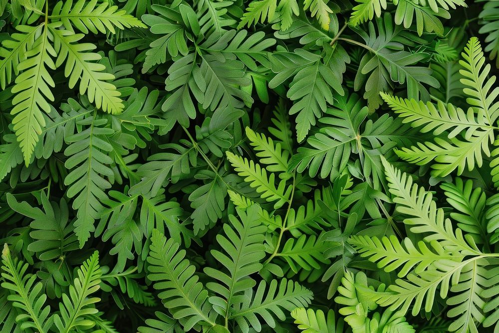 Davallia Fern fern vegetation plant.