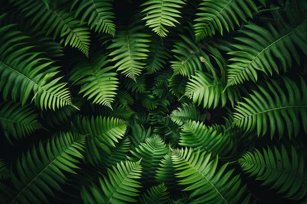Ploypodium Fern fern vegetation plant.