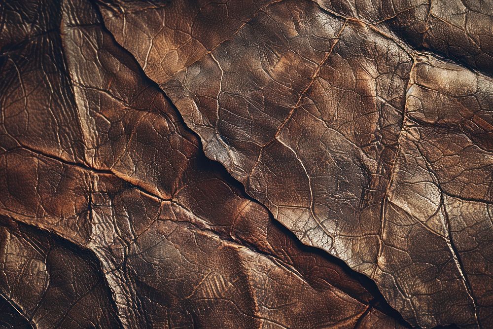 Pigskin leather texture outdoors elephant.
