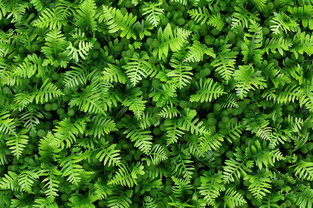 Adiantum Fern fern vegetation outdoors.