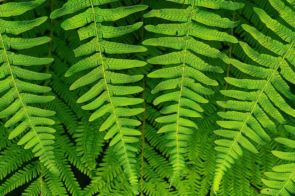 Pteris Fern fern plant leaf.