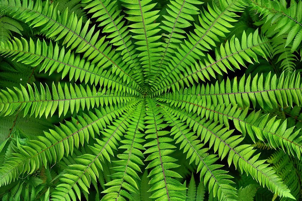 Blechnum Fern fern plant leaf.