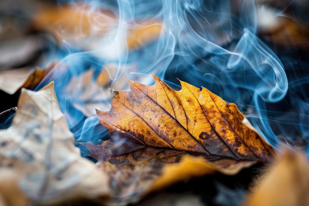 Burning Leaves smoke person autumn plant.