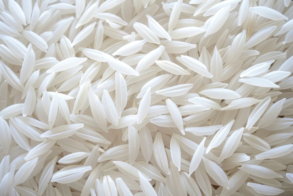 Rice paper rice produce grain.