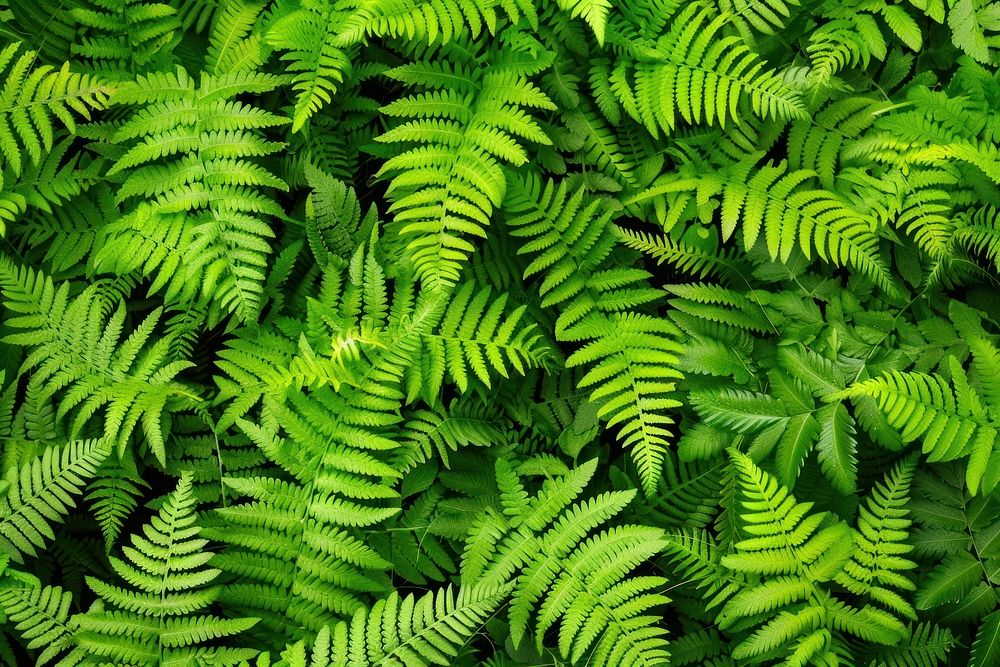 Ploypodium Fern fern plant.