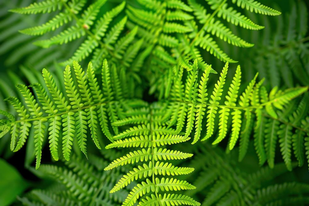 Dryopteris Fern fern plant leaf.