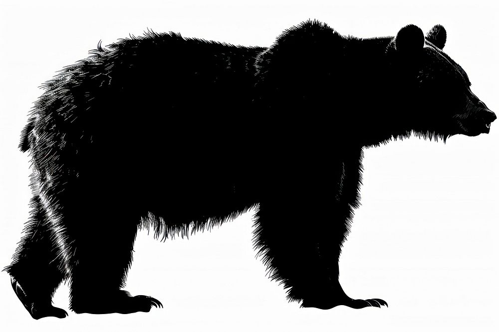 A Bear silhouette bear wildlife.