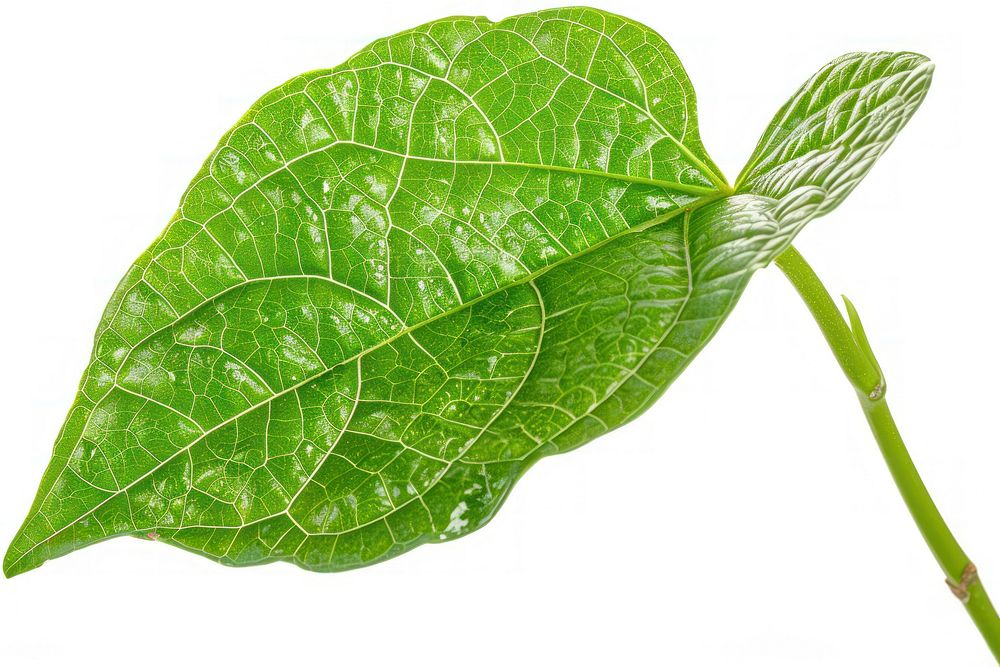 Produce plant leaf food.