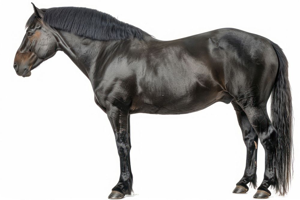 Black mongolian horse stallion animal mammal.