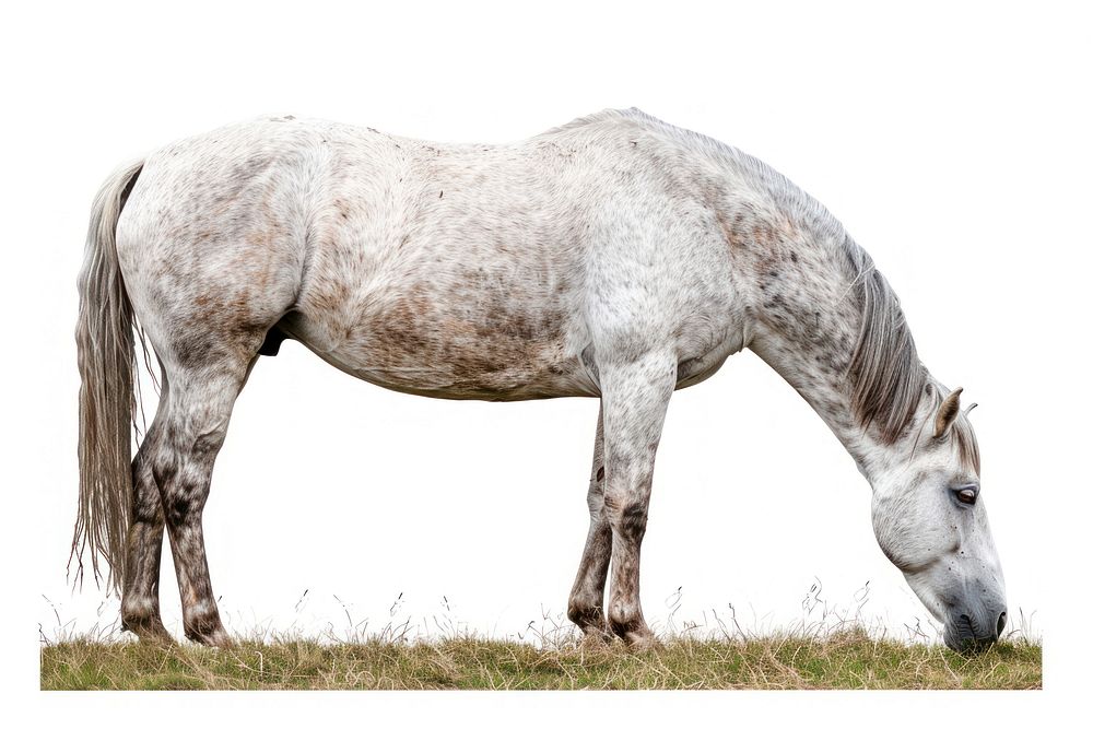 Gray mongolian horse countryside grassland stallion.