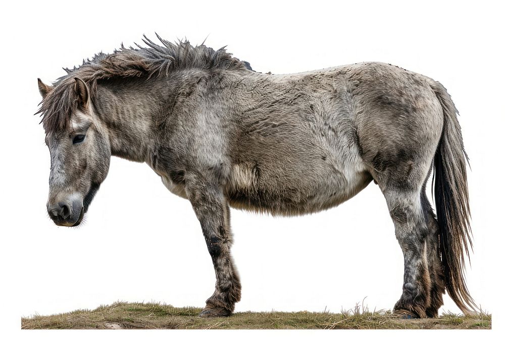 Gray mongolian horse animal mammal donkey.