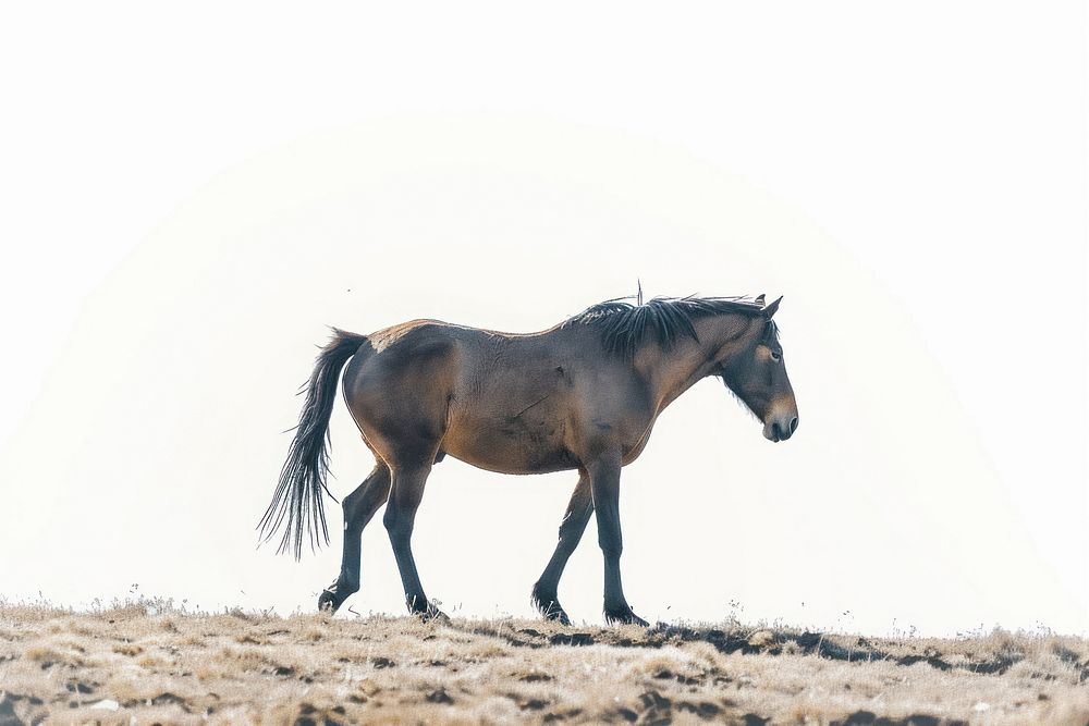 Mongolian horse stallion animal mammal.