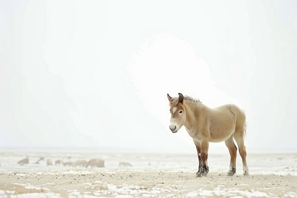 Mongolian horse outdoors animal mammal.