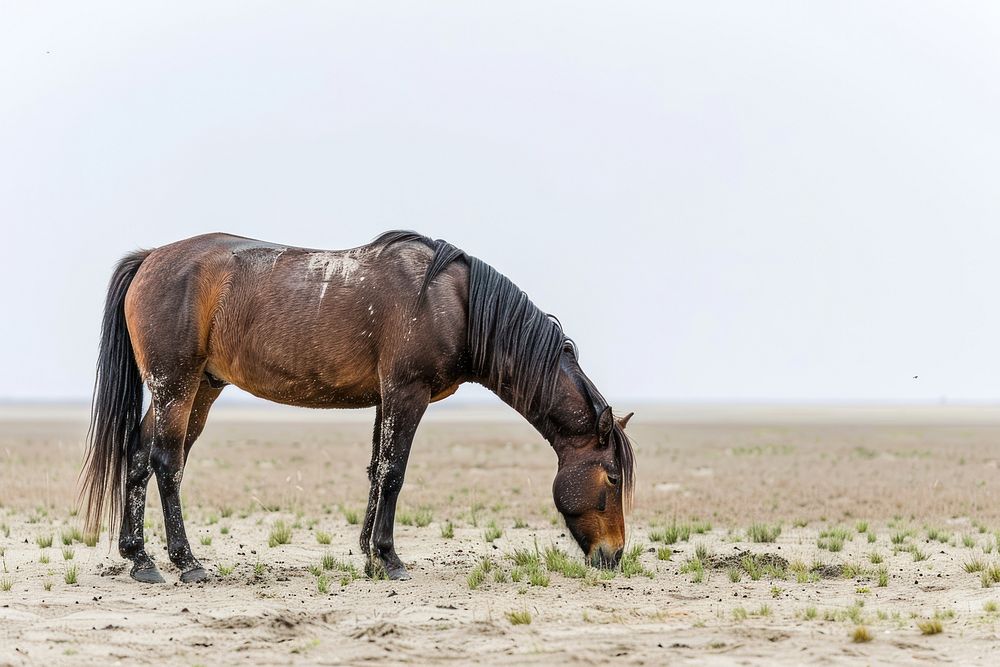 Mongolian horse countryside grassland outdoors.