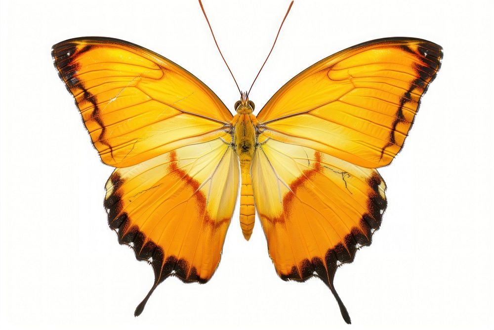 Morpho achilles Butterfly butterfly invertebrate chandelier.