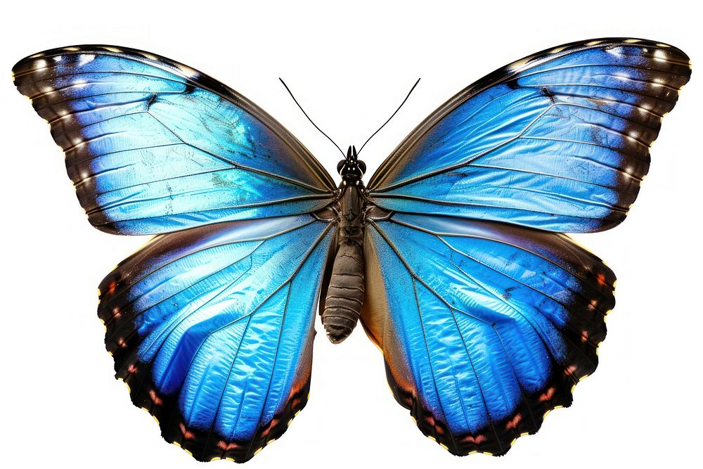 Morpho helenor Butterfly butterfly invertebrate appliance.