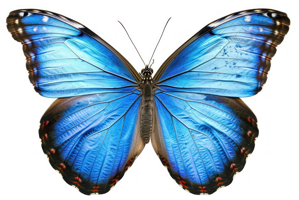 Morpho menelaus Butterfly butterfly invertebrate animal.