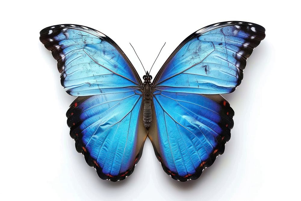 Morpho menelaus Butterfly butterfly invertebrate animal.