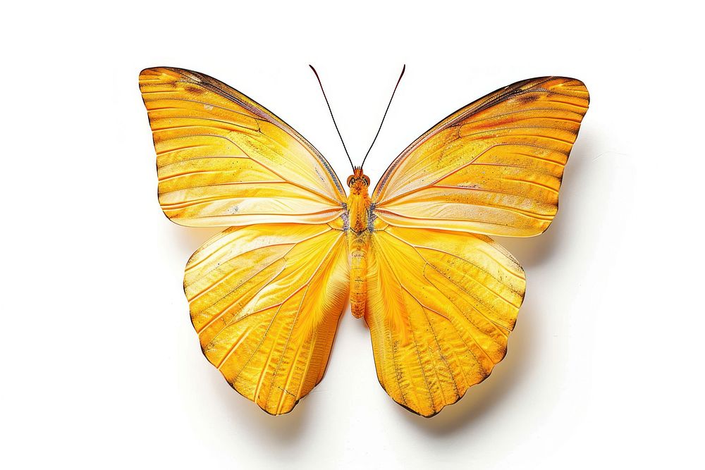 Morpho peleides Butterfly butterfly invertebrate animal.
