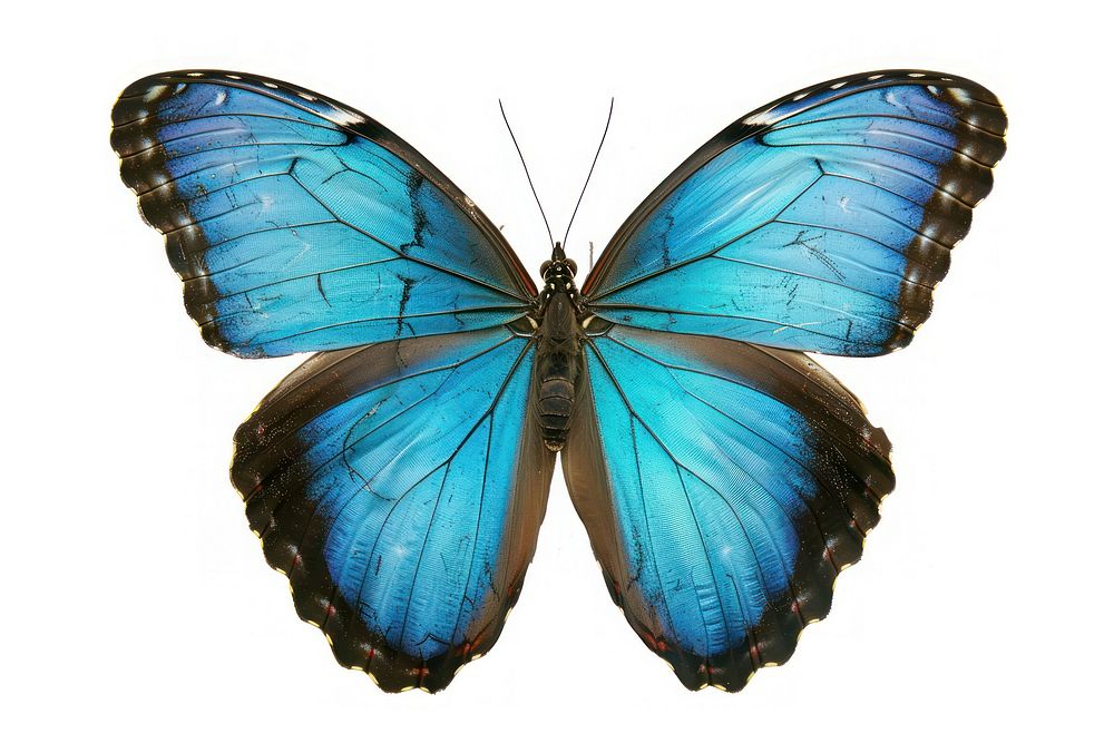 Morpho rhetenor Butterfly butterfly invertebrate appliance.
