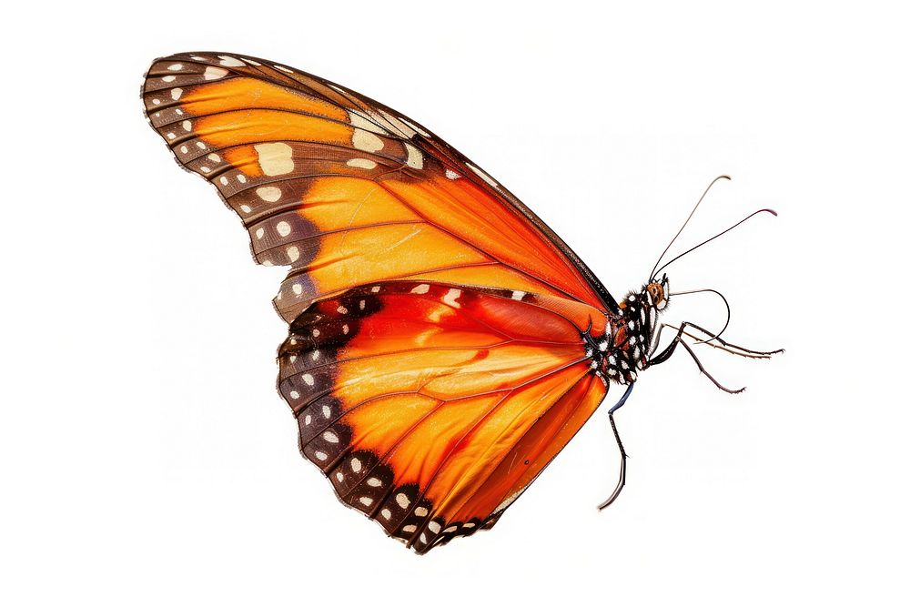 Morpho menelaus Butterfly butterfly invertebrate monarch.