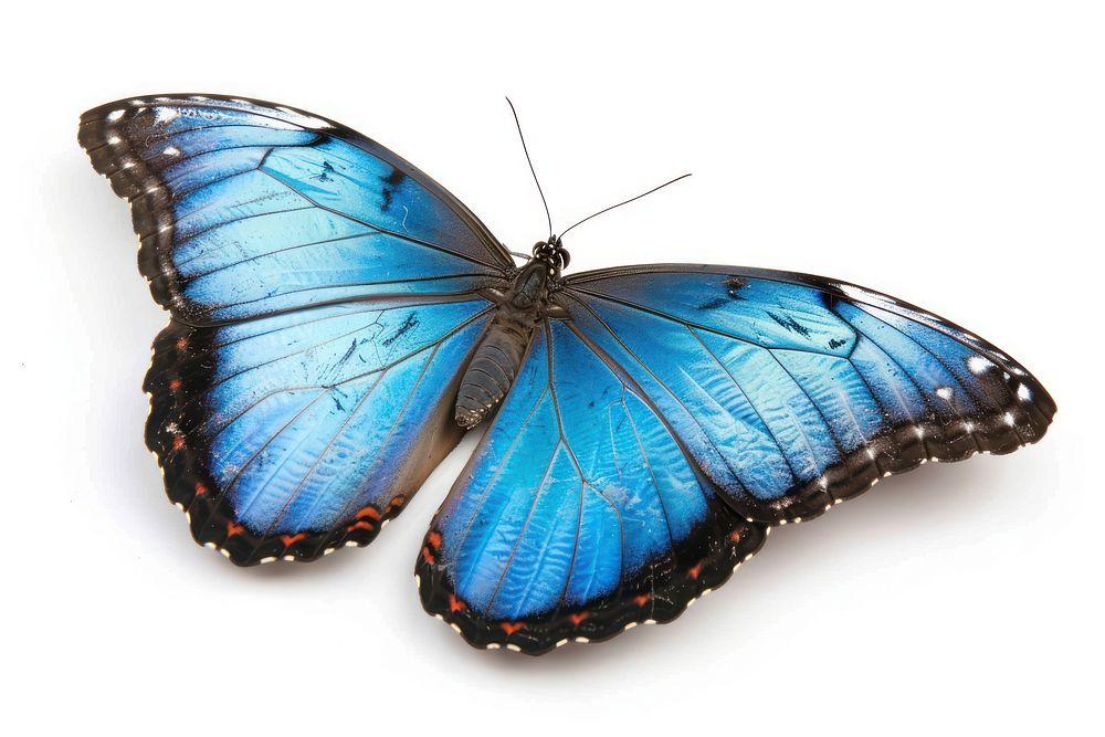 Morpho achilles Butterfly butterfly invertebrate animal.