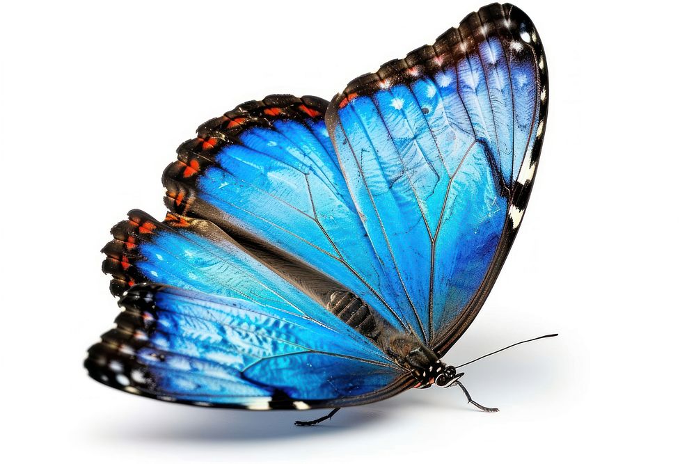 Morpho helenor Butterfly butterfly invertebrate monarch.