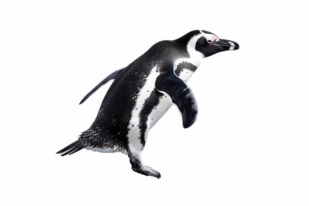 Galapagos penguin animal bird.