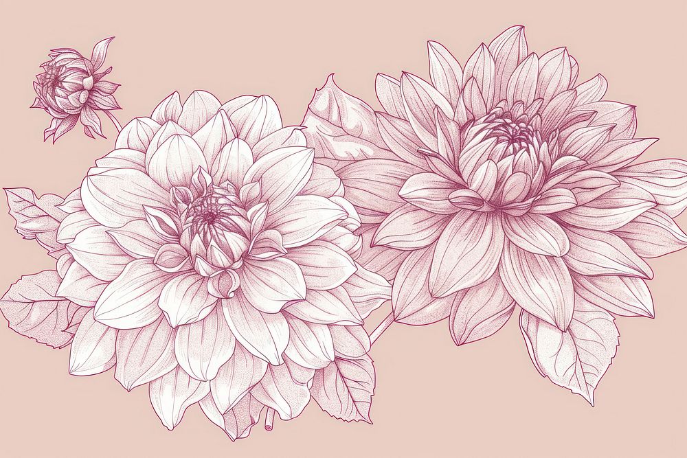 Dahlia flowers art illustrated blossom.