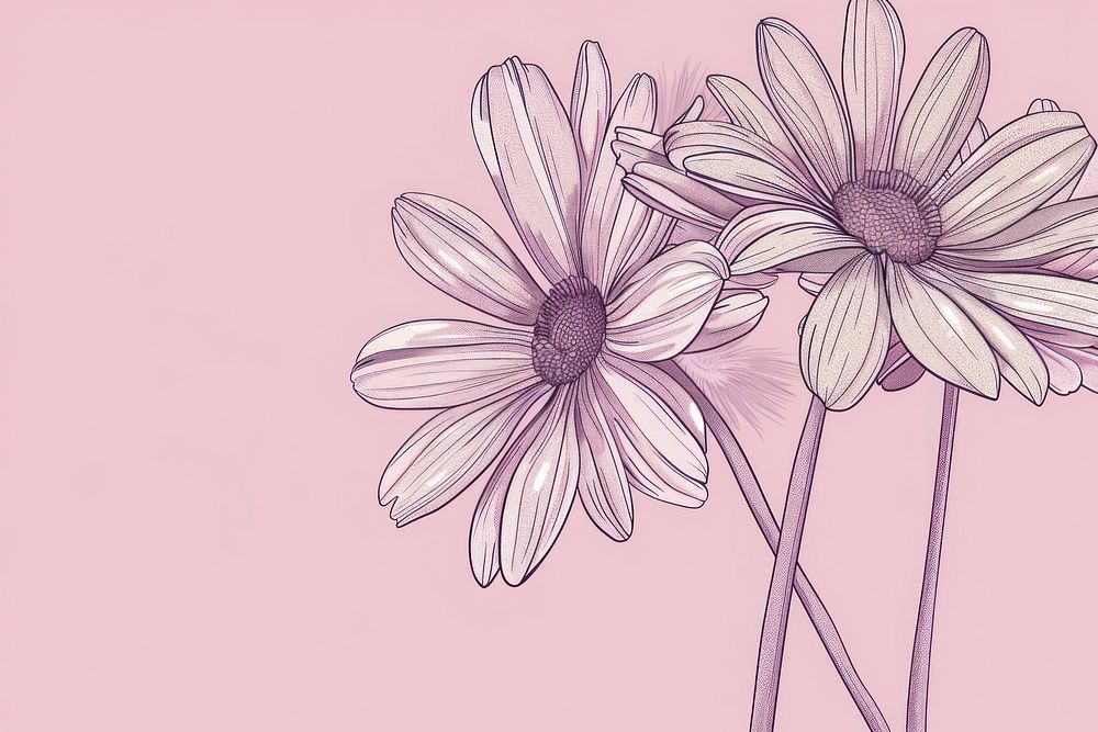 Daisy flowers art illustrated asteraceae.