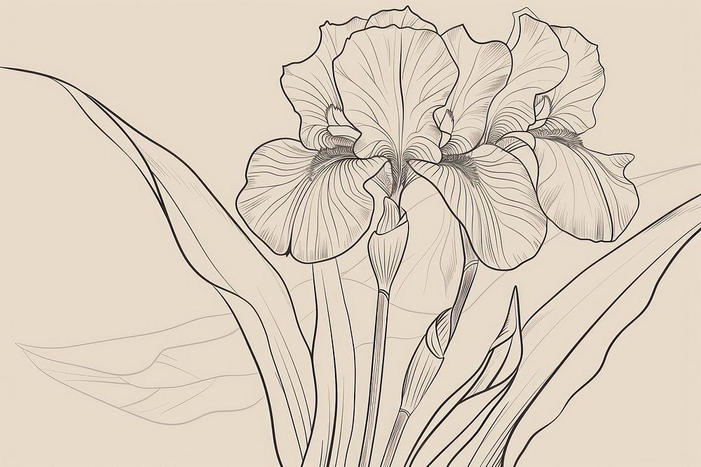 Iris flowers art illustrated drawing.