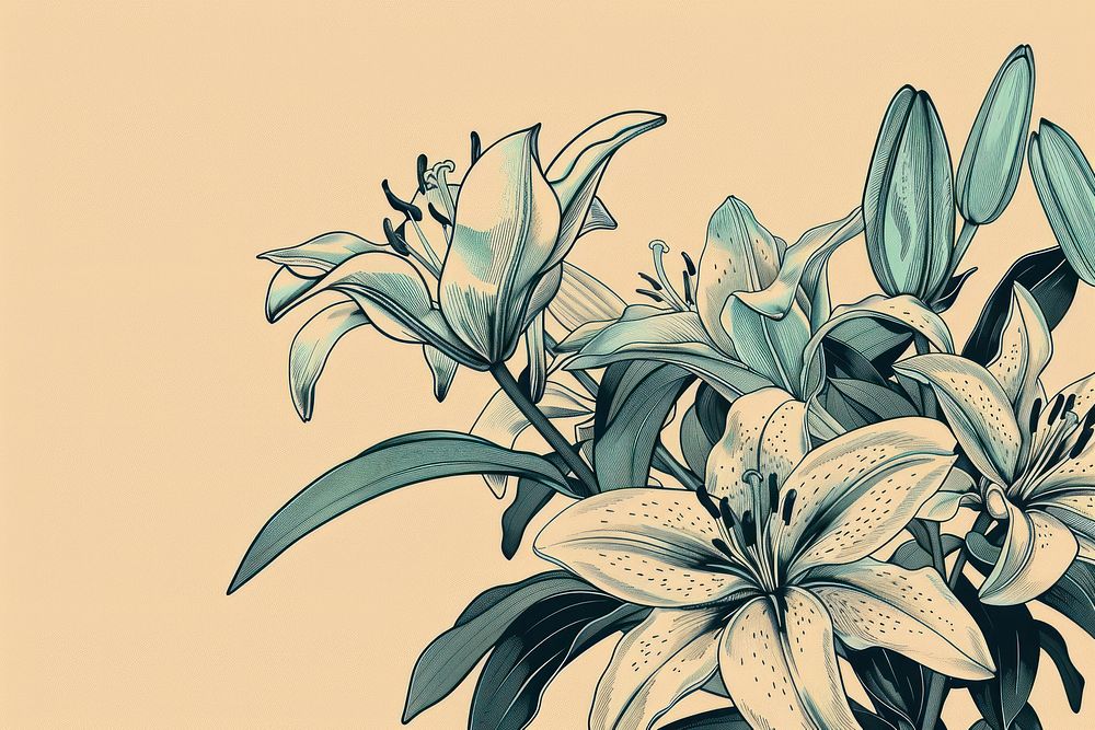Lily flowers art illustrated graphics.