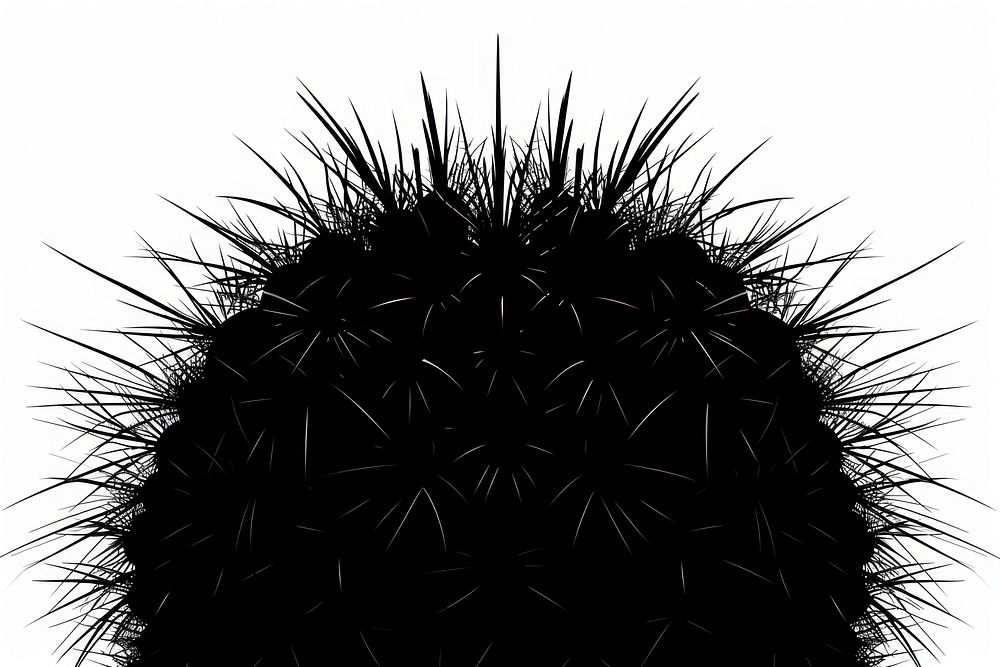 Mammillaria Cuctus silhouette cactus plant.