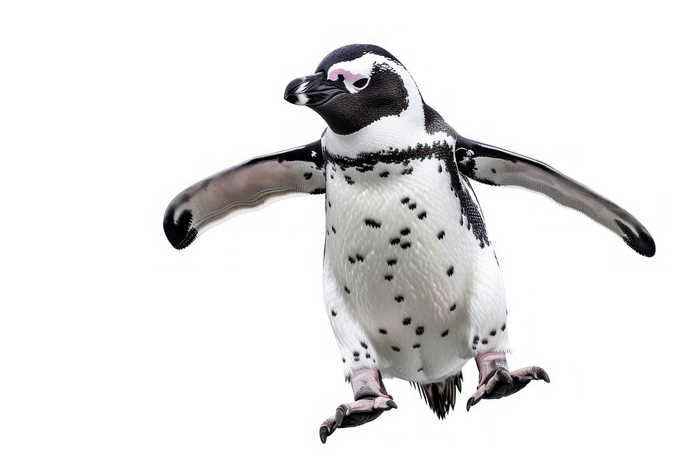 Magellanic penguin animal bird.