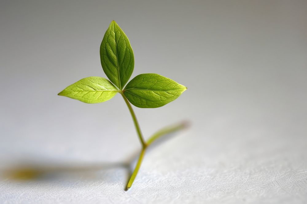 Mini adam ivy sprout plant leaf.