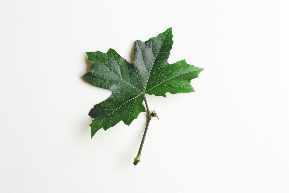 Mini adam ivy sycamore plant maple.