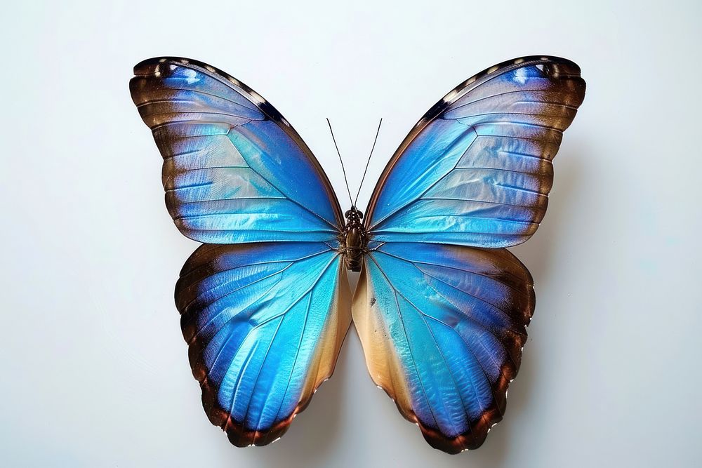 Morpho butterfly invertebrate accessories accessory.