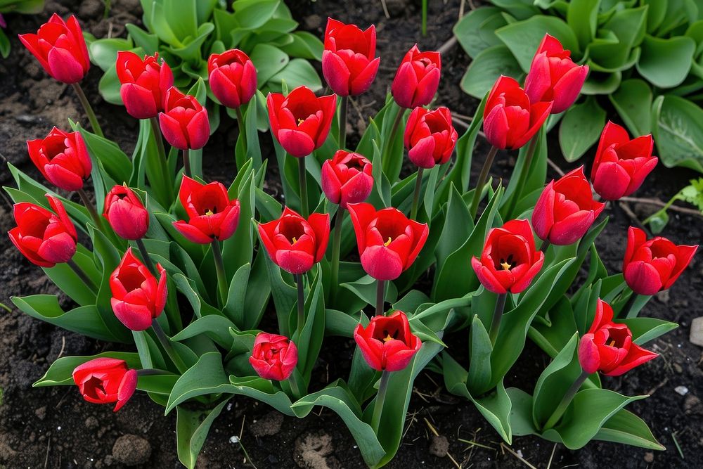 Top view of bright red Tulip flowers plant tulip blossom.