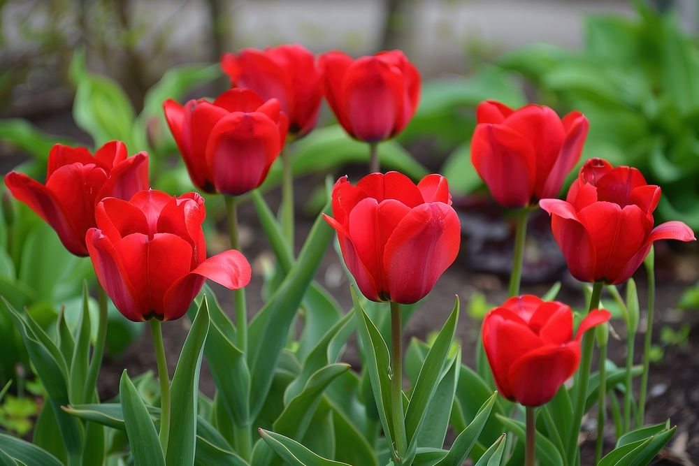 Bright red Tulip flowers plant tulip outdoors.