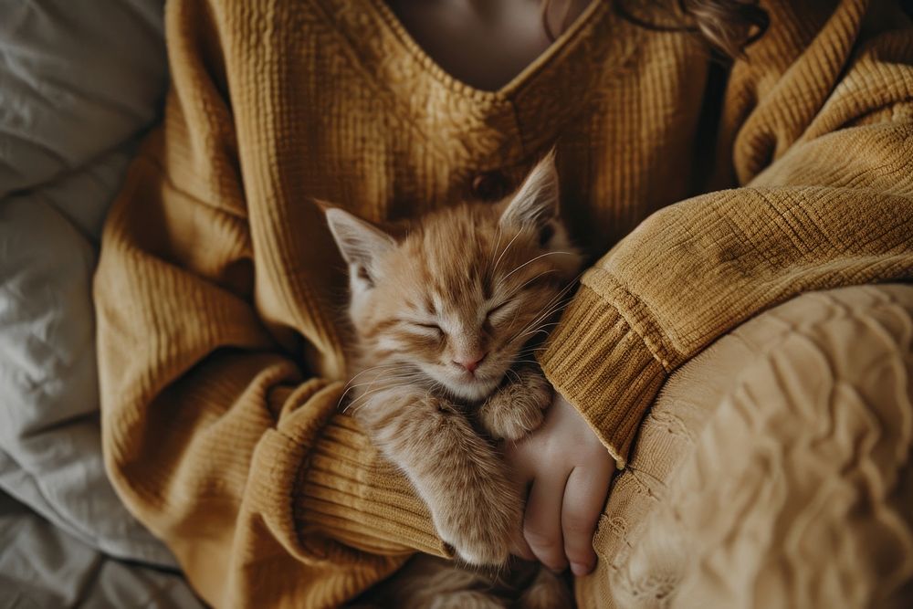 Kitten asleep kitten blanket animal.