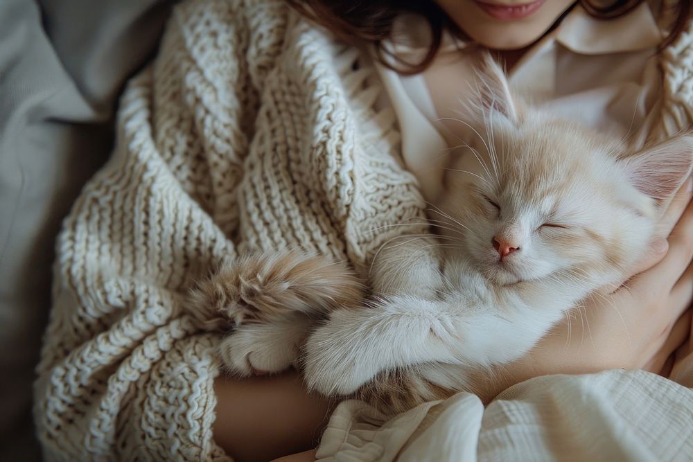 Kitten asleep kitten clothing knitwear.