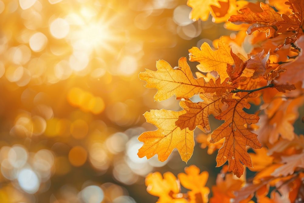 Oak tree leaves autumn medication sunlight.