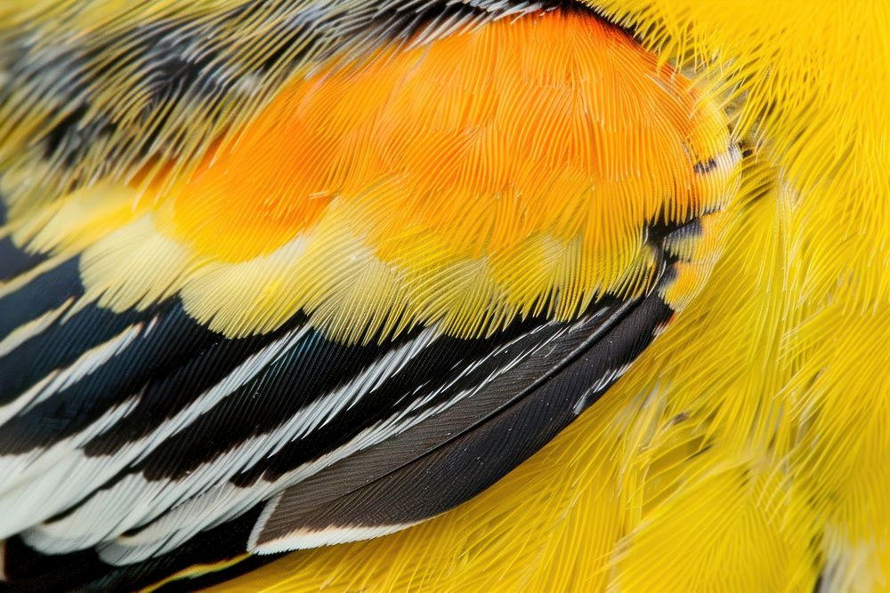 American Goldfinch Bird Wing bird animal canary.