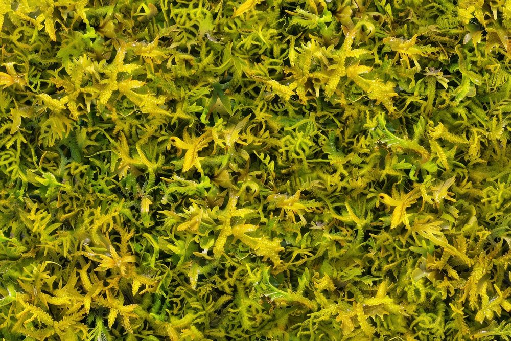 Anomodon Moss moss vegetation seaweed.