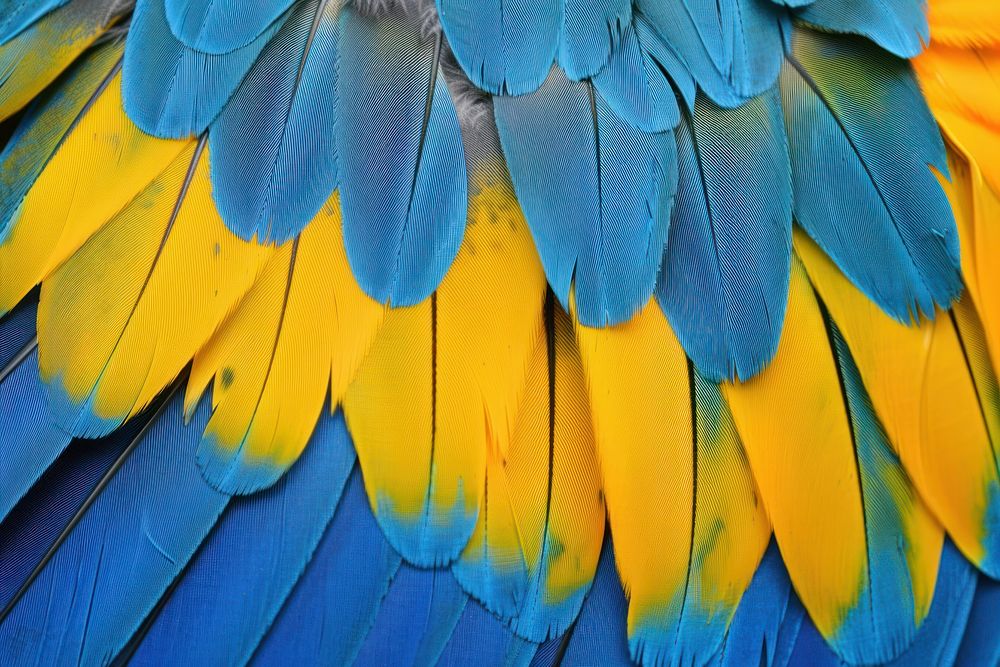 Blue-and-yellow Macaw Bird Wing macaw bird animal.