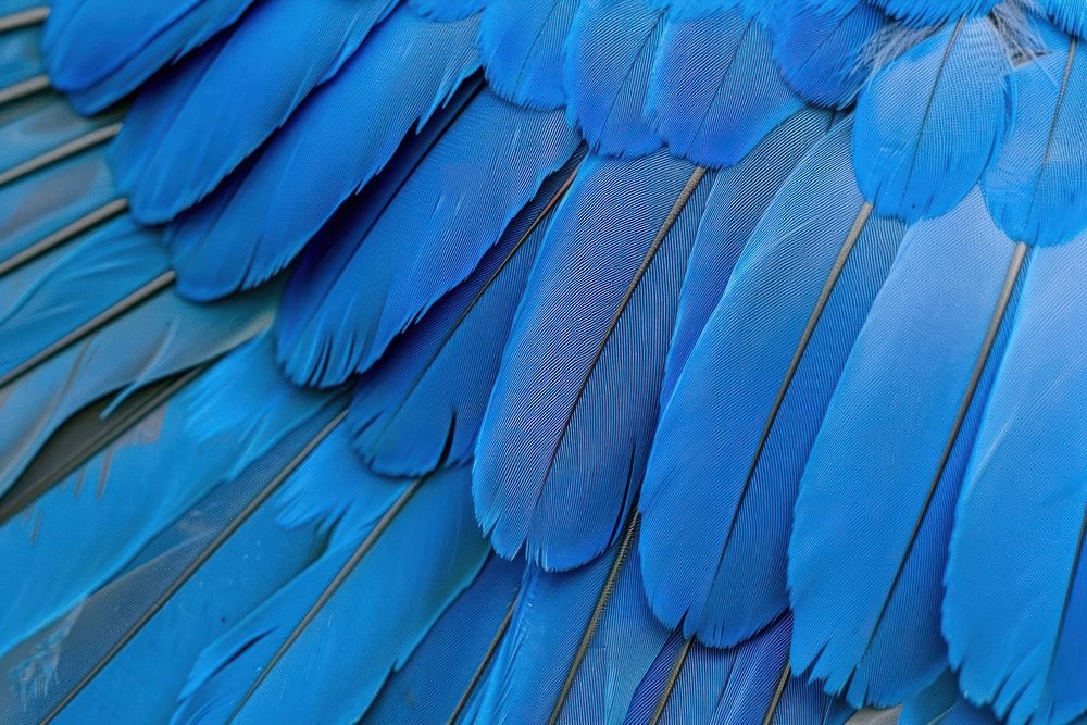 Blue Jay Bird Wing bird blue animal.