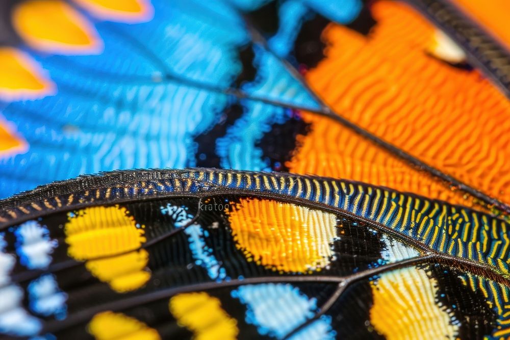 Blue Mountain Butterfly wing butterfly invertebrate monarch.