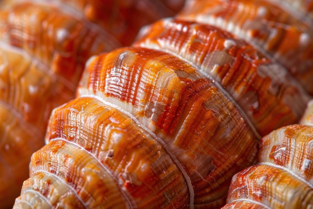 Cone Shell invertebrate medication seashell.