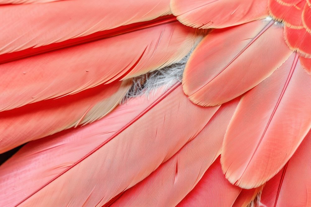 Scarlet Macaw Bird Wing bird flamingo animal.